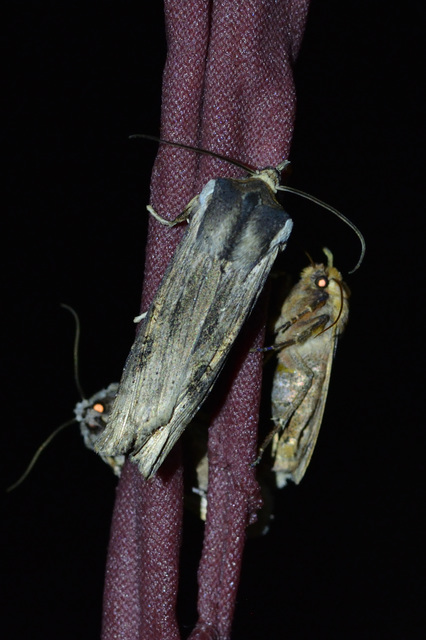 Xylena exsoleta - szürke fabagoly