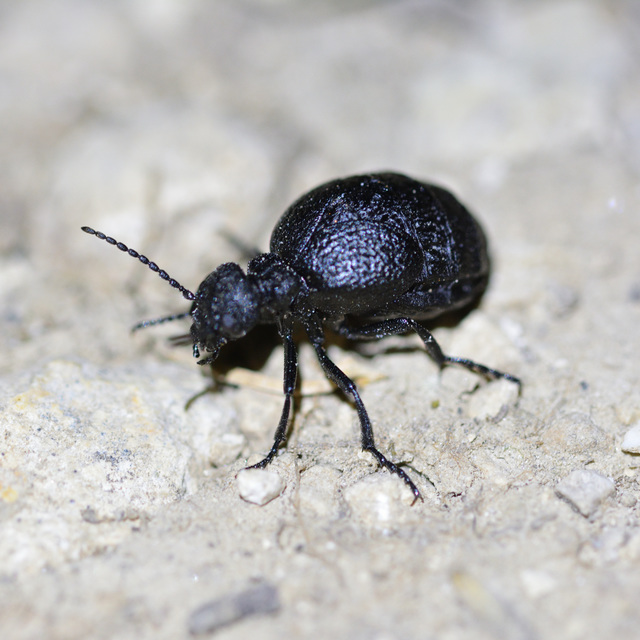 Meloe rugosus - ráncos nünüke
