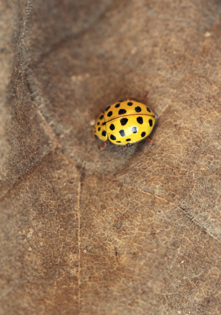 Psyllobora vigintiduopunctata - huszonkétpettyes katica