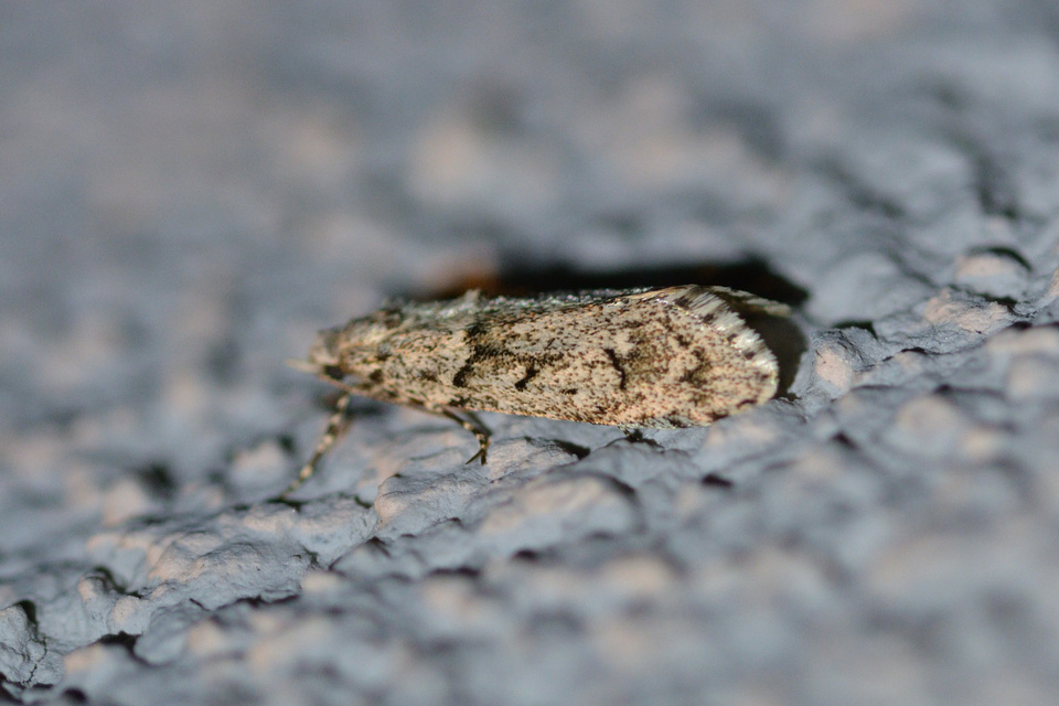 Diurnea fagella - szürke tavaszimoly