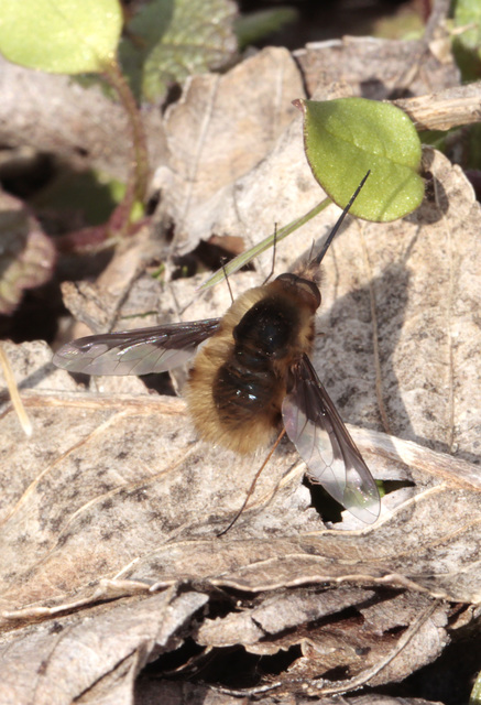 Bombylius major - szegélyes pöszörlégy