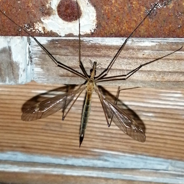 Tipula