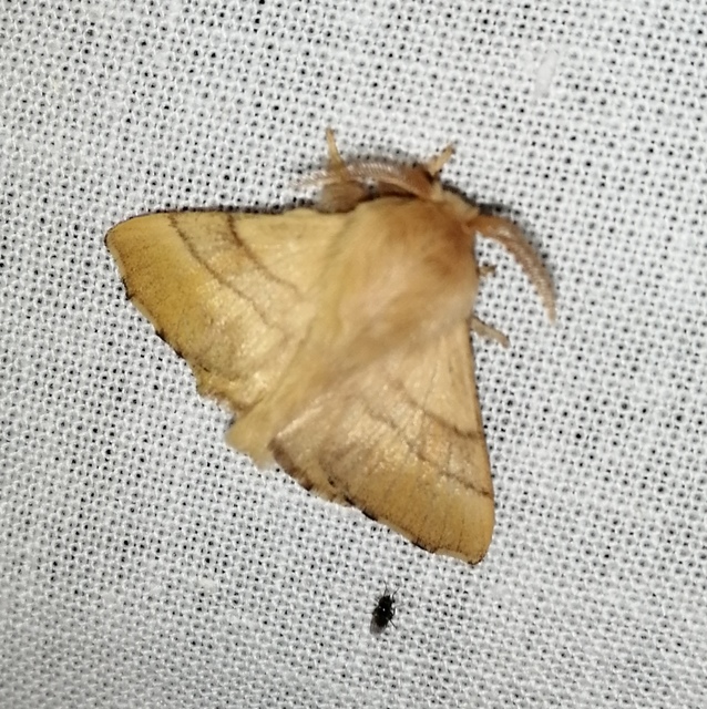 Malacosoma neustria - gyűrűsszövő