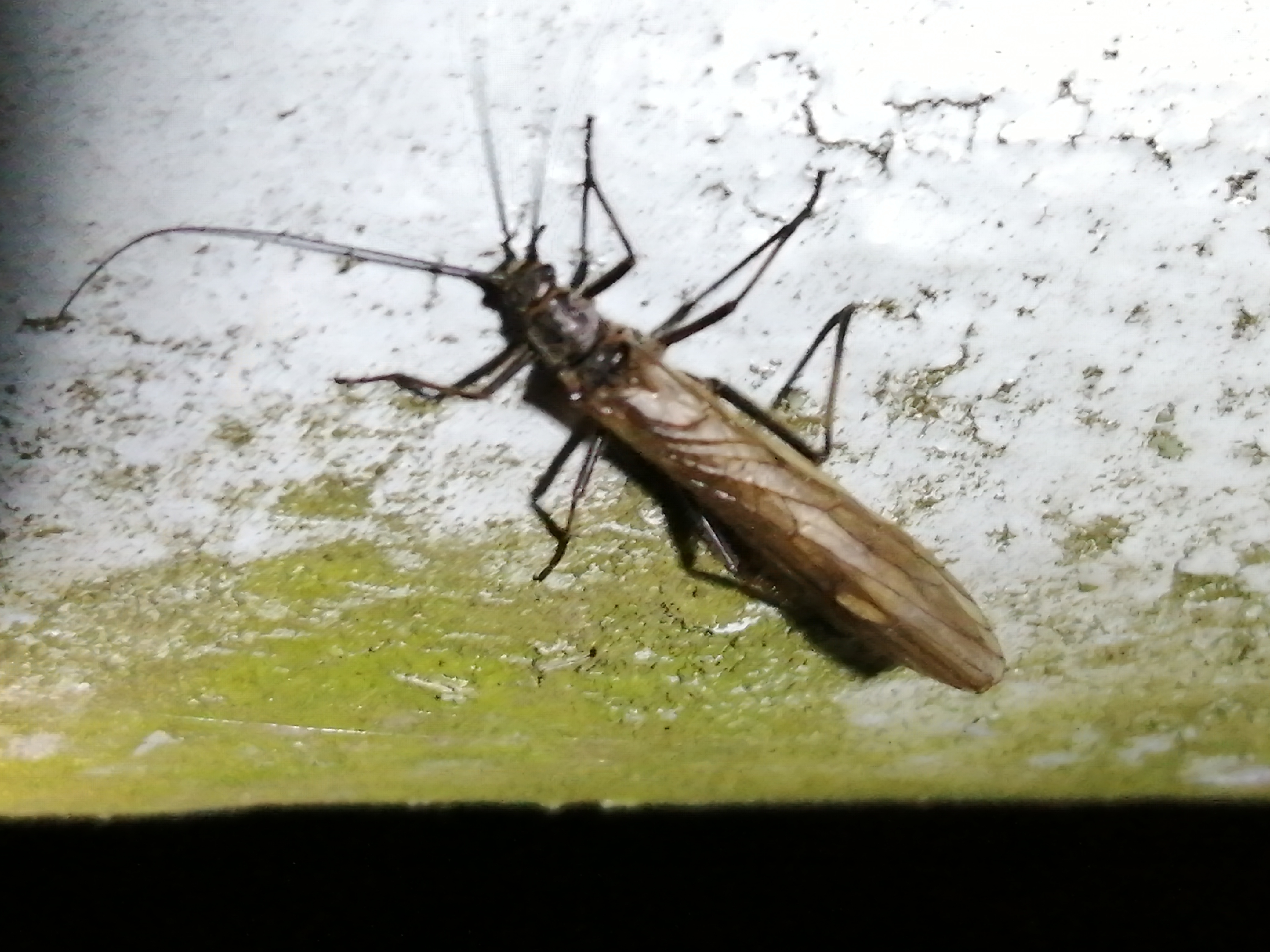Taeniopteryx nebulosa