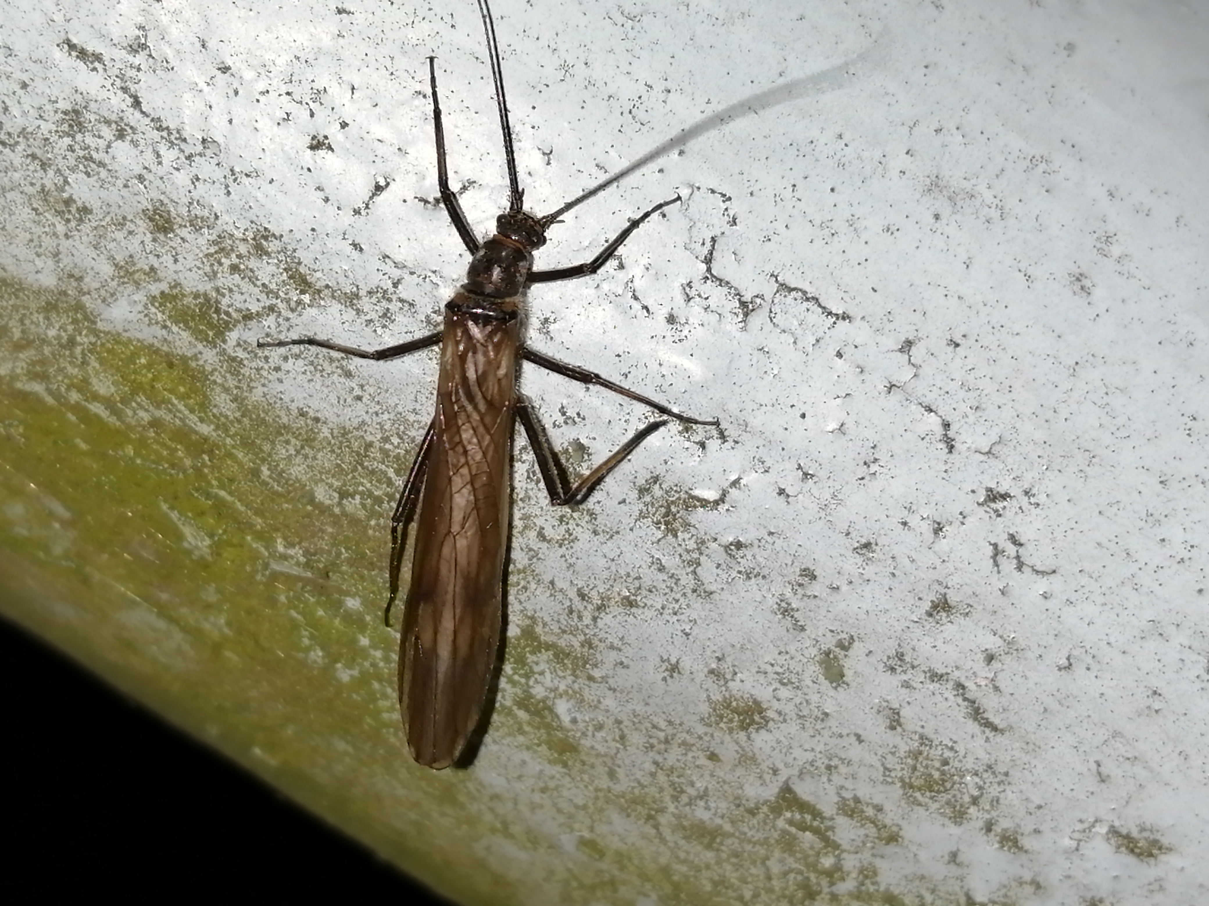 Taeniopteryx nebulosa