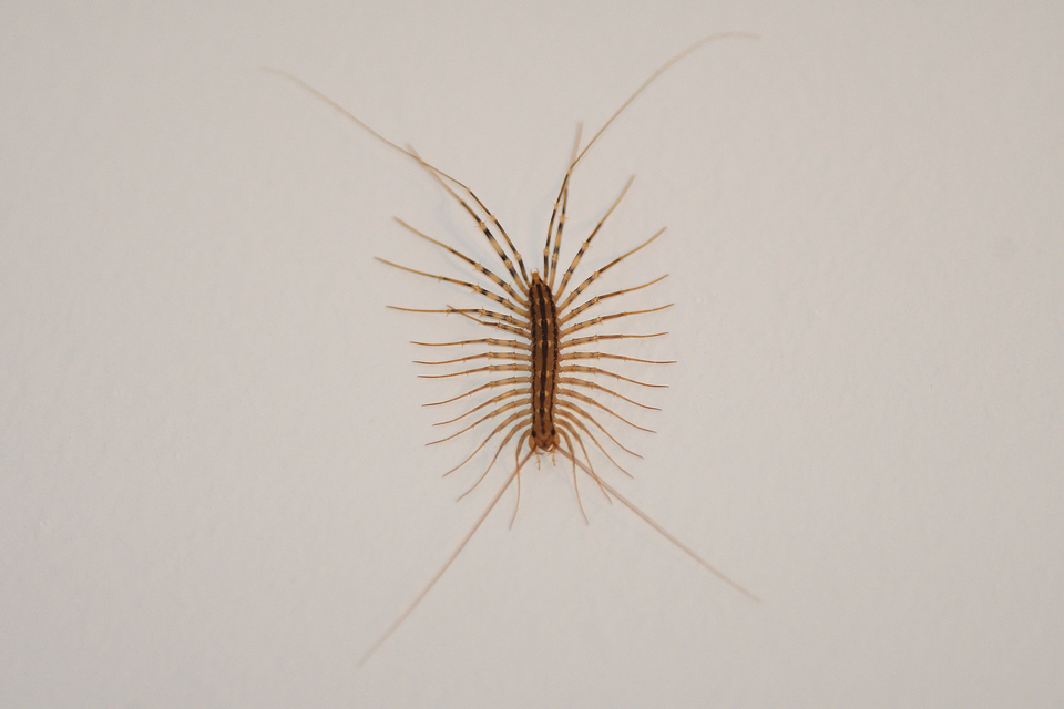 Scutigera coleoptrata - légyölő pókszázlábú