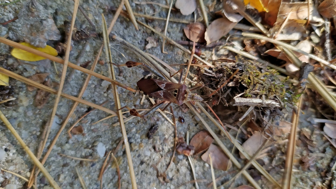 Leptoglossus occidentalis - nyugati levéllábú poloska