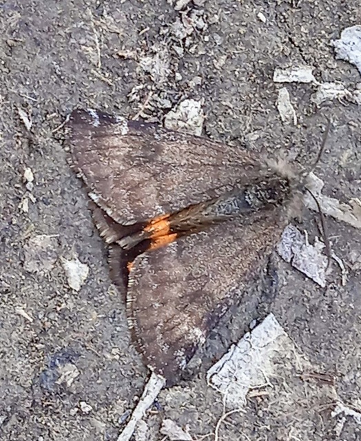 Boudinotiana notha - vörhenyes nappaliaraszoló