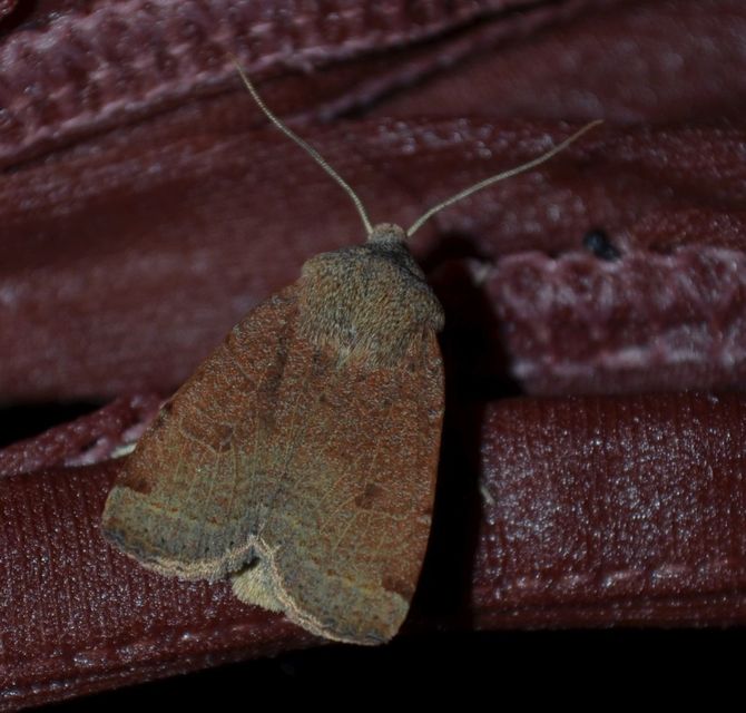 Conistra veronicae - veronika-őszibagoly