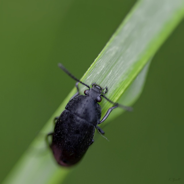 Podonta nigrita - szerecsenbogár