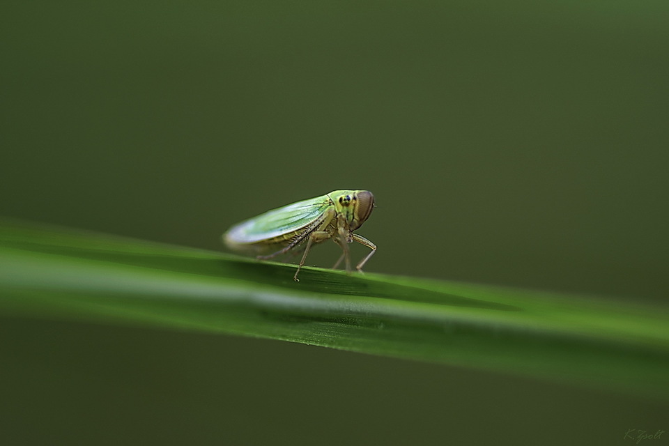 Cicadella viridis - méregzöld kabóca