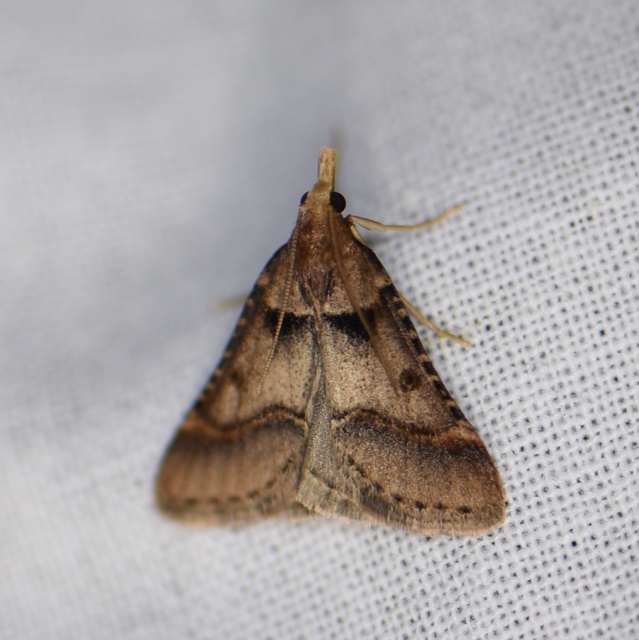 Stemmatophora brunnealis - barna fényilonca