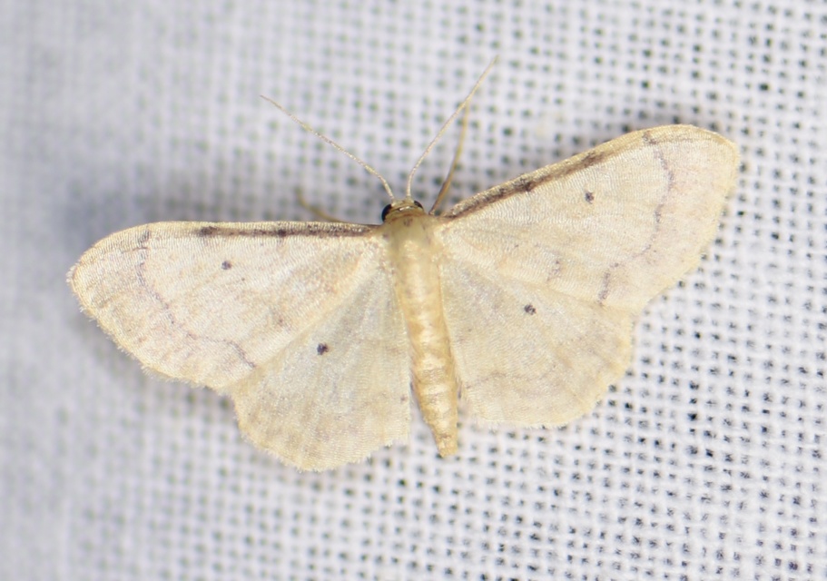 Idaea politaria - vonalas apróaraszoló