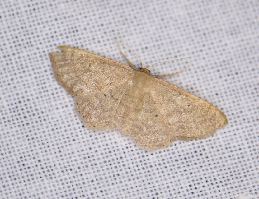 Idaea obsoletaria rufularia - sárgás apróaraszoló
