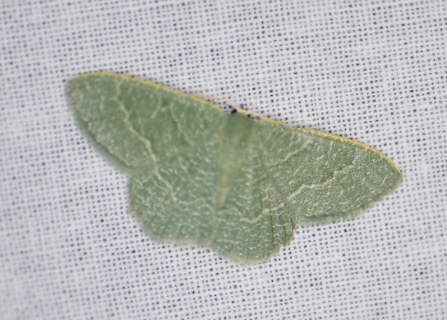 Phaiogramma etruscaria - fehérpettyes zöldaraszoló