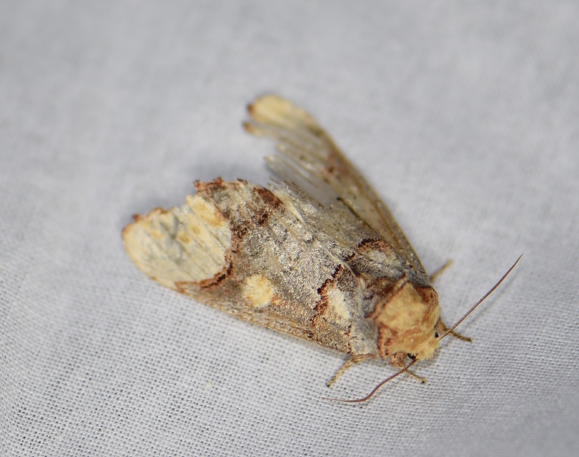 Phalera bucephaloides - magyar púposszövő