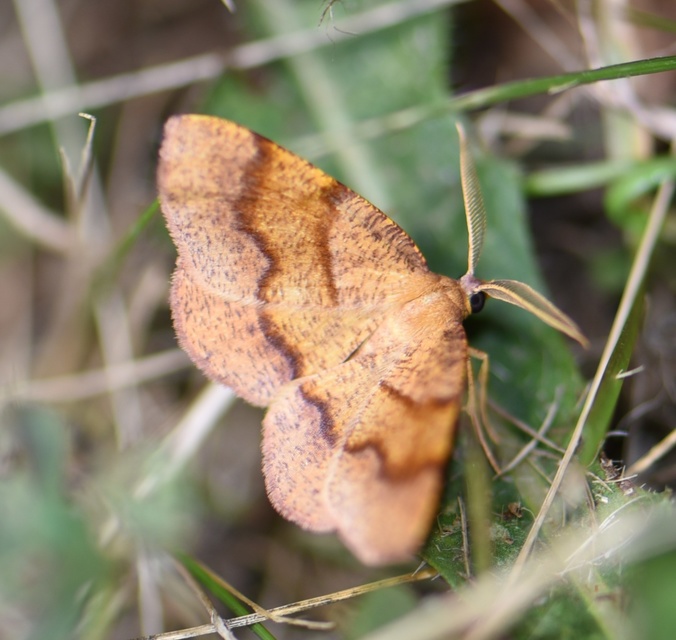 Plagodis pulveraria - szemcsés araszoló