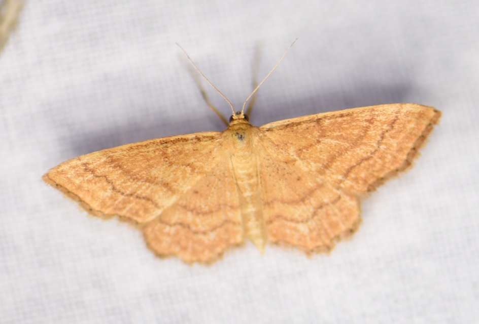 Idaea rufaria - vörhenyes sávosaraszoló