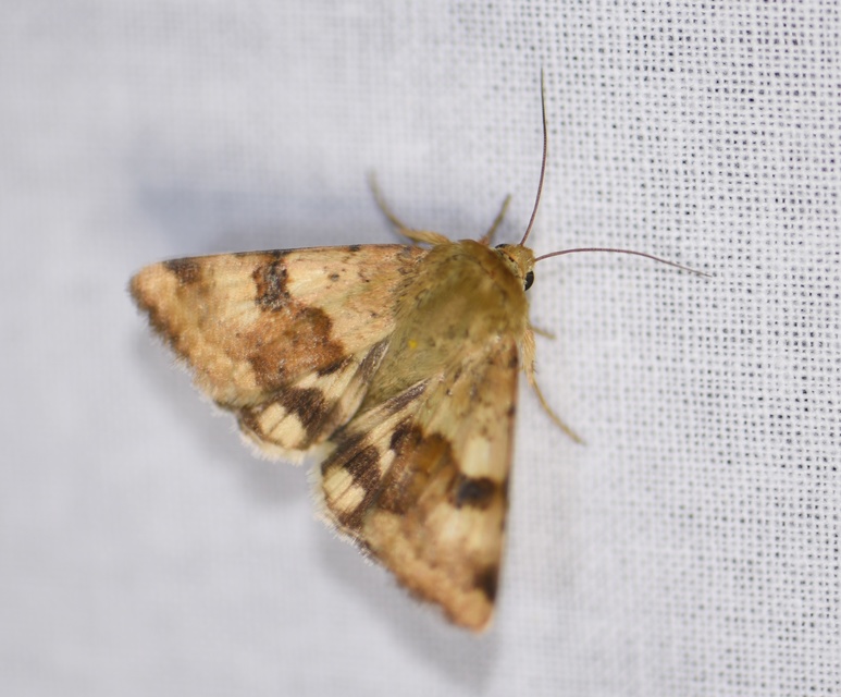 Heliothis viriplaca - mácsonyabagoly