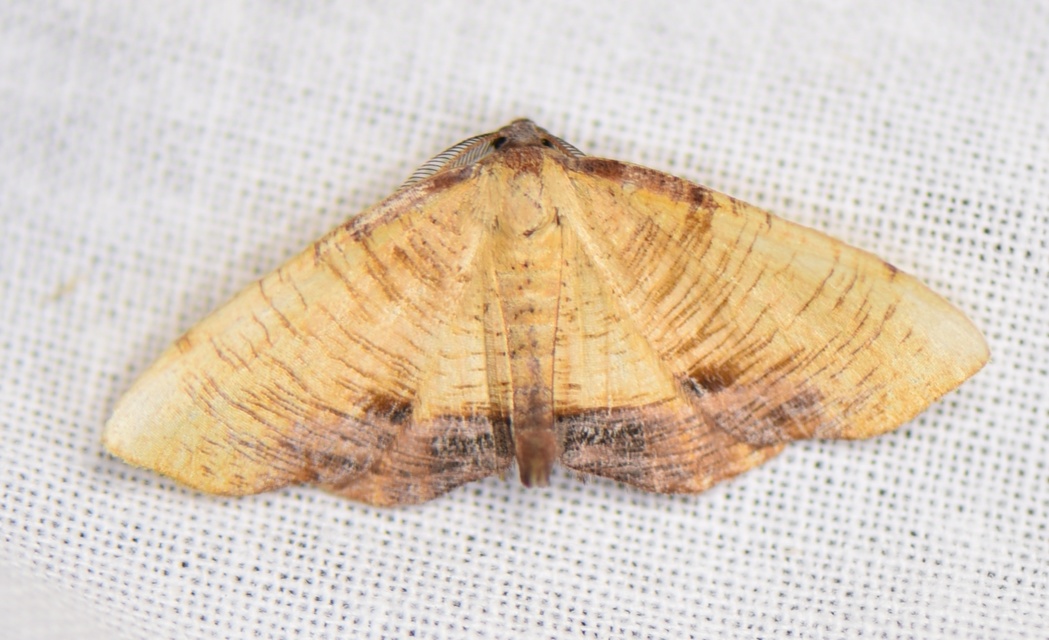 Plagodis dolabraria - baltaszárnyú araszoló
