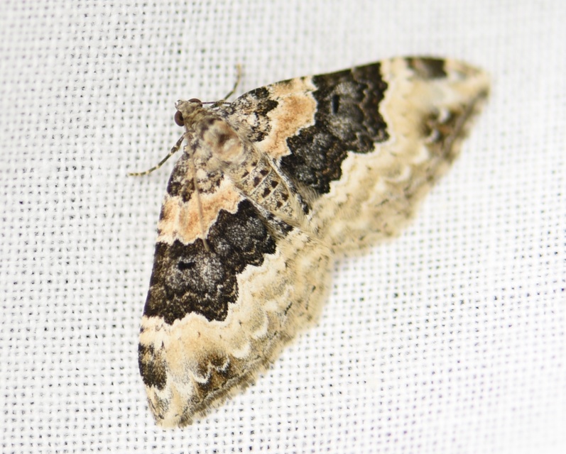 Epirrhoe galiata - sávos galajaraszoló