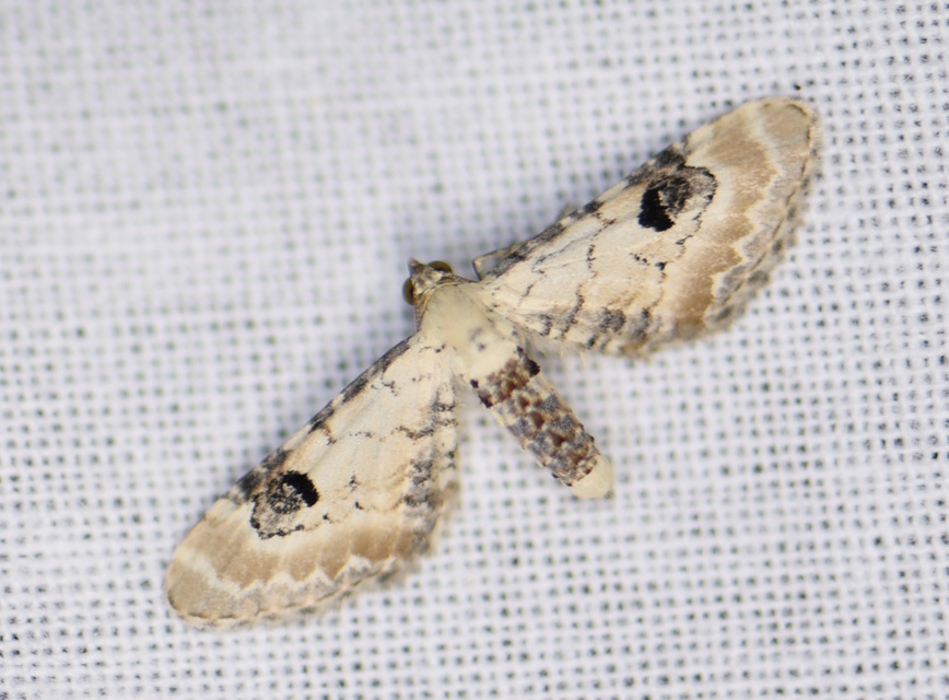 Eupithecia centaureata - búzavirág-törpearaszoló