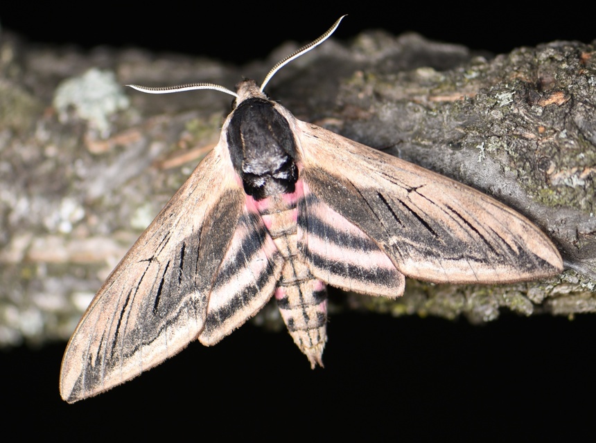 Sphinx ligustri - fagyalszender