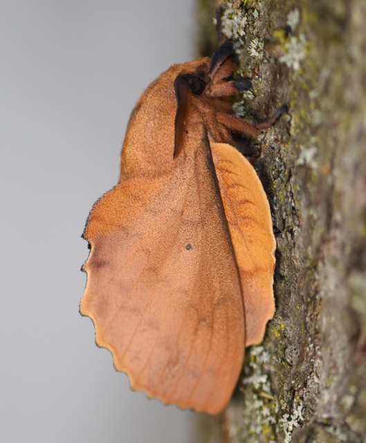 Gastropacha quercifolia - tölgylevélpohók