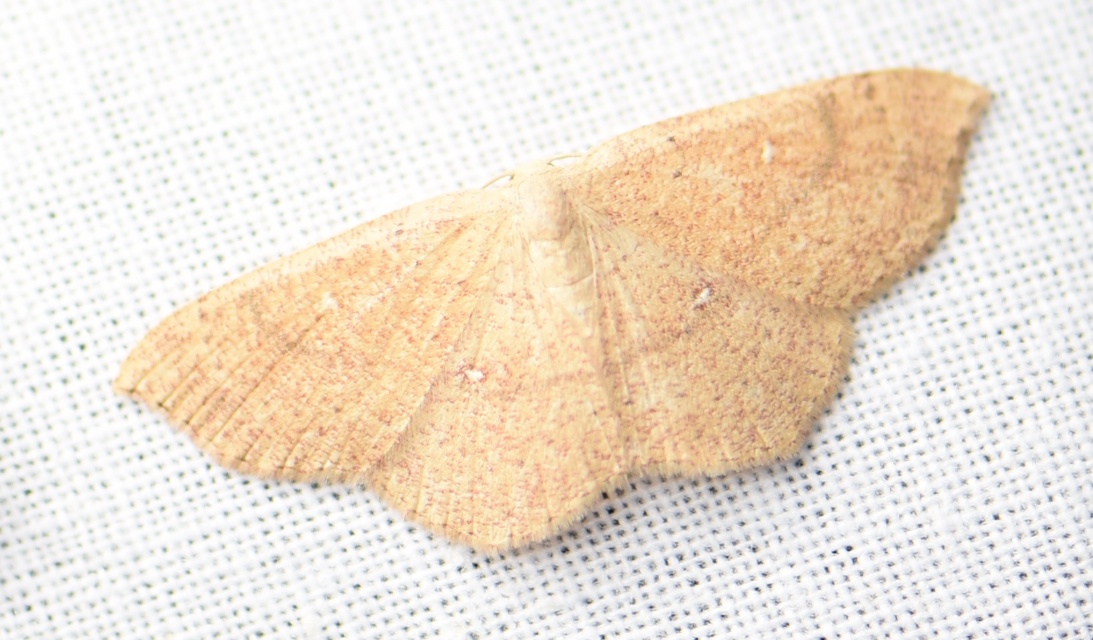 Cyclophora ruficiliaria - vörösrojtú pettyesaraszoló