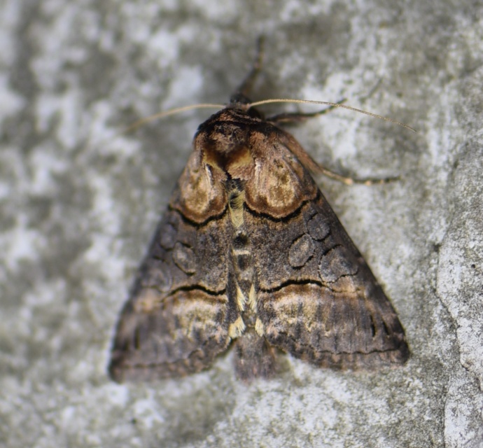 Abrostola asclepiadis - barnaövű csalánbagoly