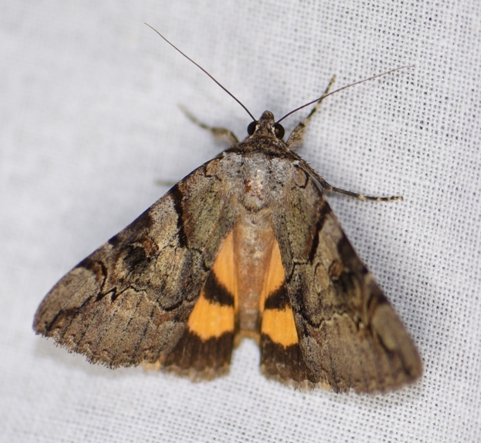 Catocala hymenaea - kökény-övesbagoly