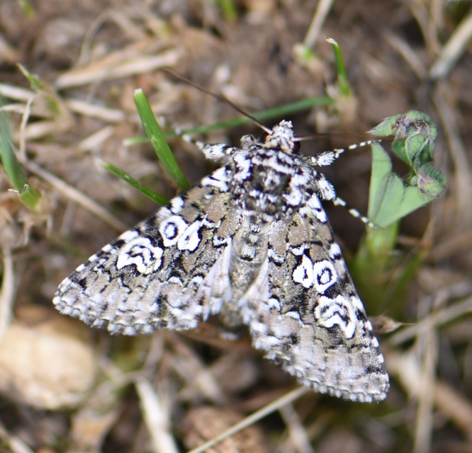 Lamprosticta culta - hármasfoltú bagoly