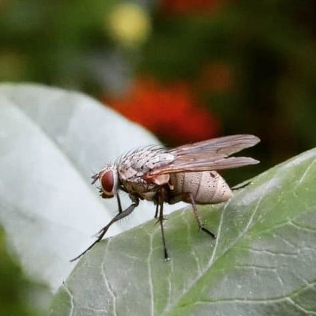 Anthomyiidae - viráglegyek