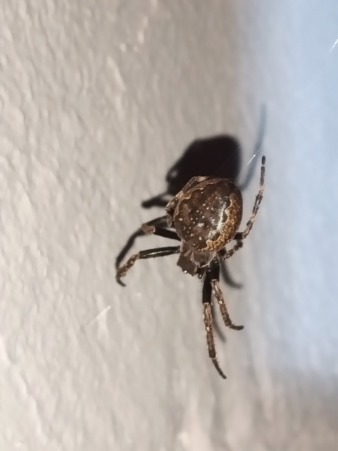 Nuctenea umbratica - közönséges rés-keresztespók