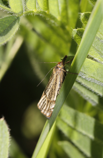 Thisanotia chrysonuchella - tavaszi fűgyökérmoly