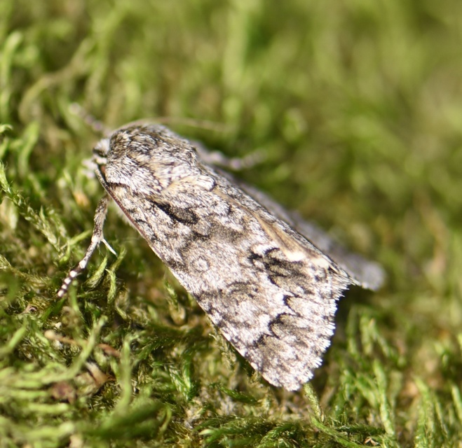 Acronicta auricoma - aranyos szigonyosbagoly