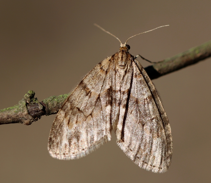 Trichopteryx polycommata - kőrisfa-lebenyesaraszoló