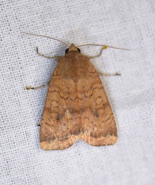 Noctua interjecta - zömök sárgafűbagoly