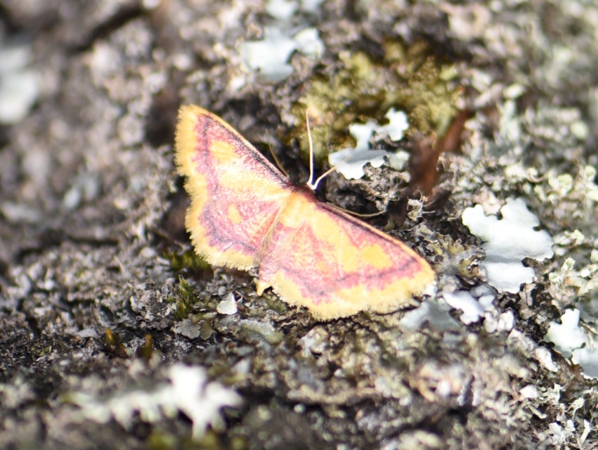 Idaea muricata - mocsári pirosaraszoló