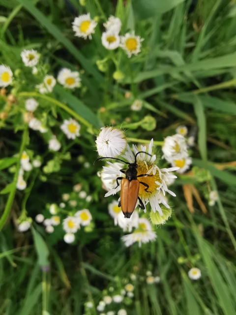 Stictoleptura fulva - vörhenyes virágcincér