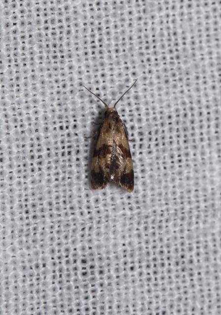 Phalonidia contractana - pipitér-fúrómoly