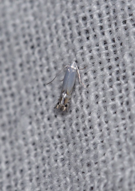 Phyllocnistis
