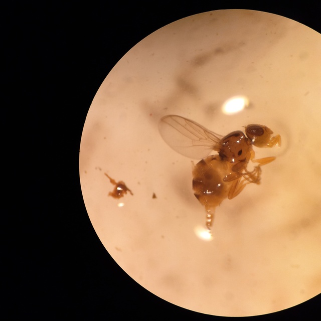 Trachysiphonella scutellata