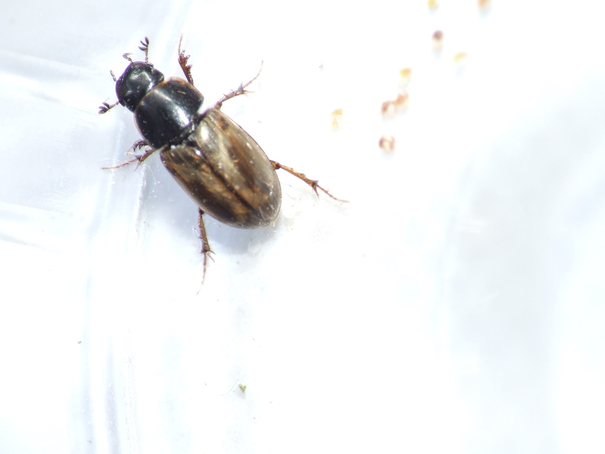 Aphodius prodromus - sárgalábú trágyabogár