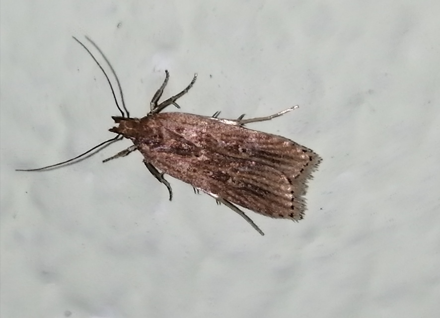 Helcystogramma triannulella - szuláksodró lápimoly