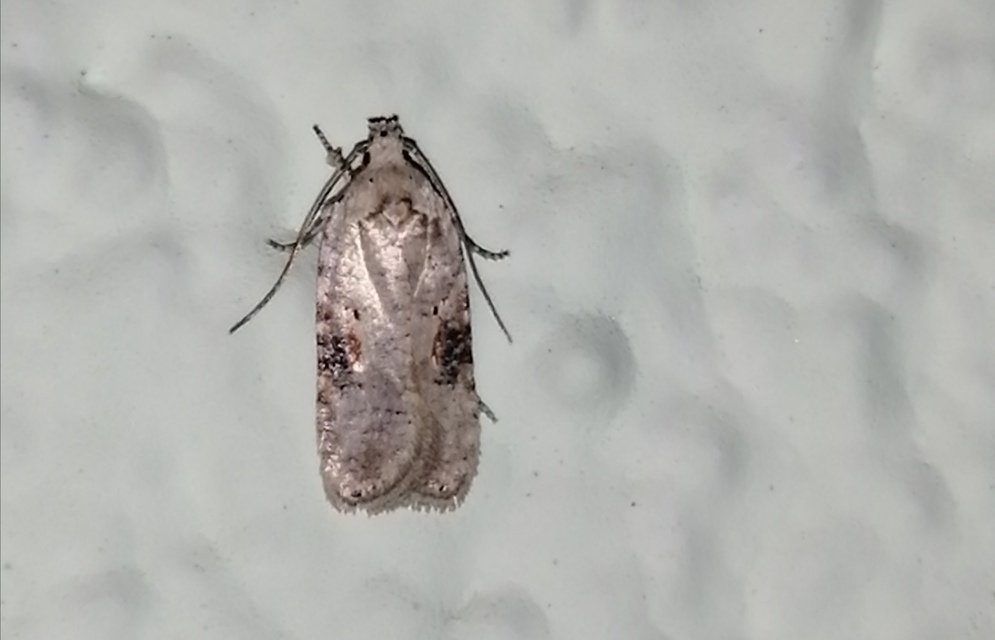 Agonopterix alstromeriana - bürök-laposmoly