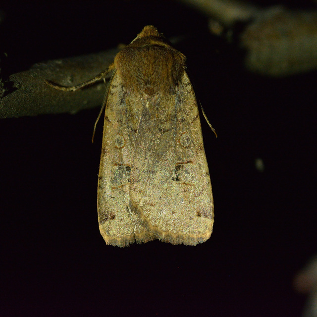 Conistra erythrocephala - vörösfejű őszibagoly