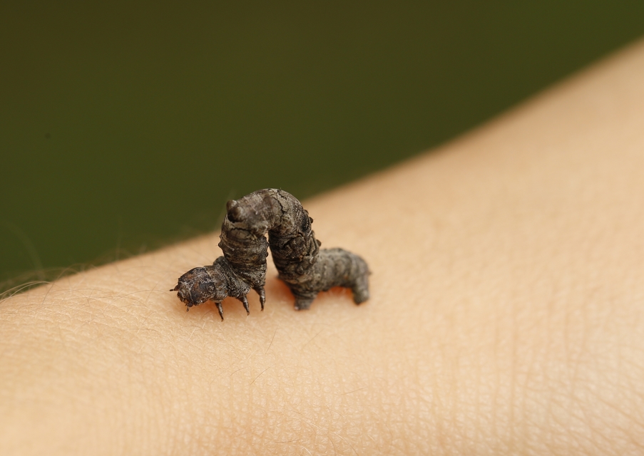 Selenia lunularia - egyfoltos holdasaraszoló