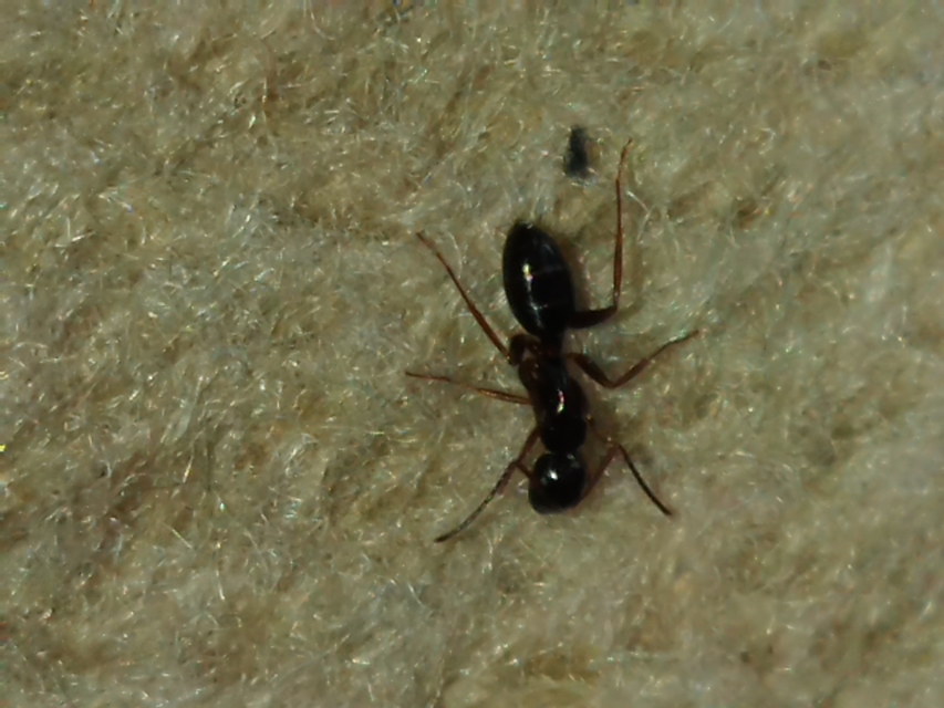 Camponotus fallax - ligeti lóhangya