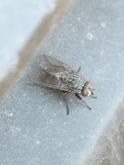 Muscidae - igazi legyek